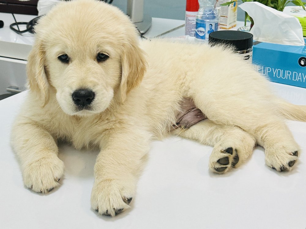 Golden retriever puppy at DCC