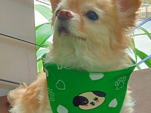 Dog wearing a DCC bandana at boarding
