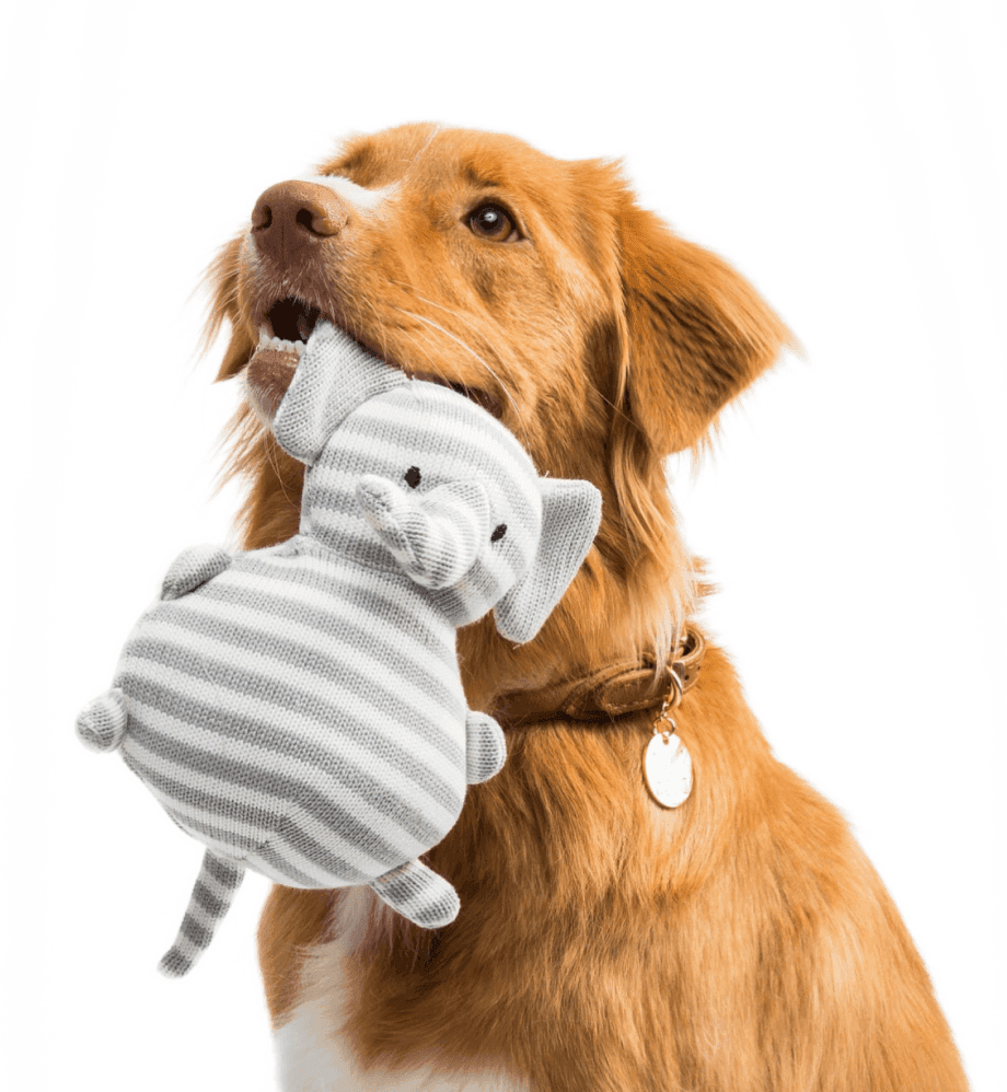 Dog Hospital in Delhi
