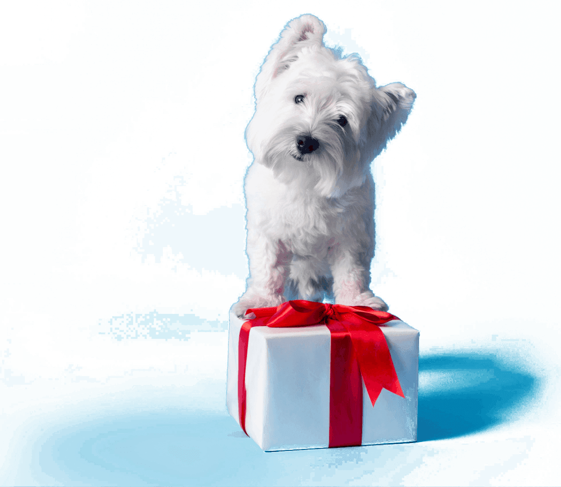 Animal Hospital in Delhi